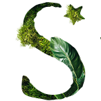 Starwood Hotels - Global Luxury Hotel Brands